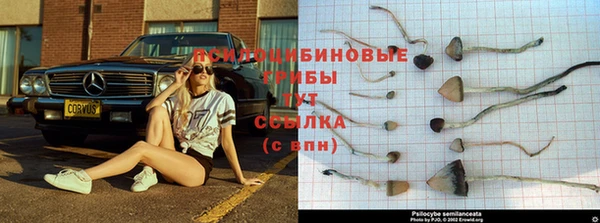 сатива Богородицк